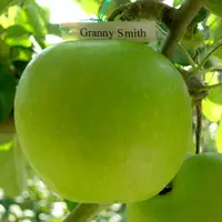 Яблука Гренні Сміт