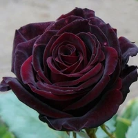 Роза чайно-гибридная Black Baссаrа
